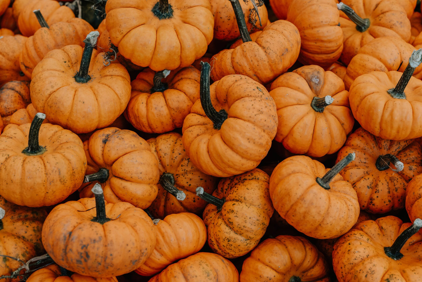 Autumnal Pumpkin